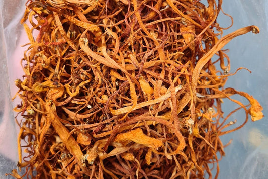 Cordyceps