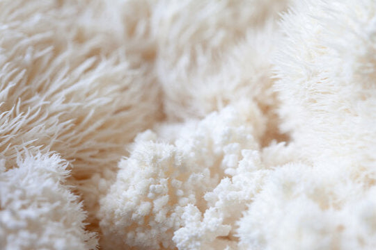 Lion's Mane