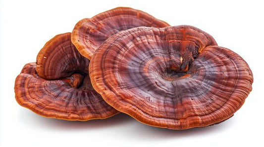 Reishi